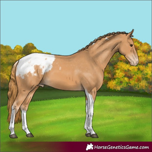 Horse Color:Chestnut Tobiano Appaloosa 