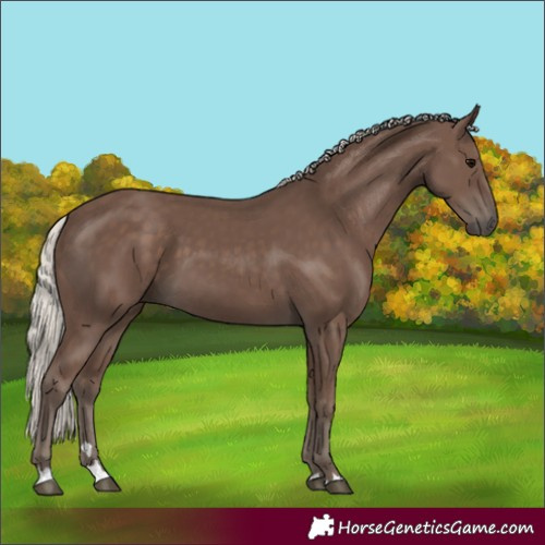Horse Color:Silver Black