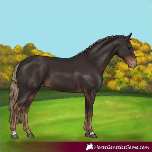 Horse Color:Liver Chestnut Appaloosa 