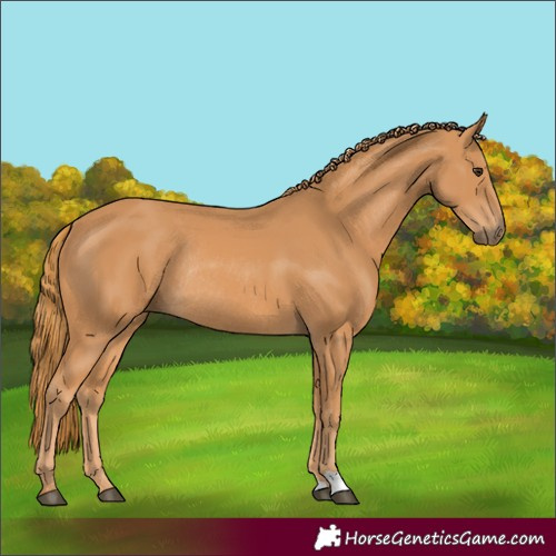 Horse Color:Chestnut Rabicano 