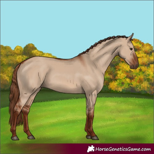 Horse Color:Red Dun Rabicano
