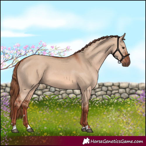 Horse Color:Red Dun