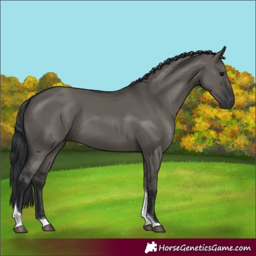 Horse Color:Grullo Tobiano