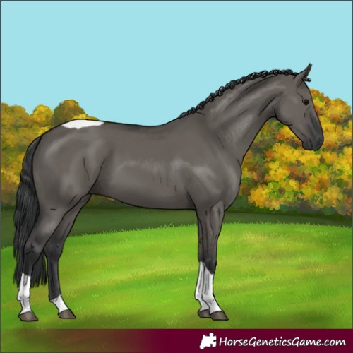 Horse Color:Grullo Tobiano 