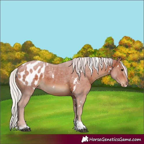 Horse Color:White Spotted Silver Brown Tobiano Appaloosa 
