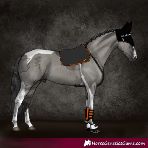 Horse Color:Grullo Tobiano 