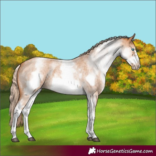 Horse Color:White Spotted Red Roan Frame