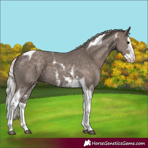 Horse Color:Silver Black Sabino Splash Tobiano