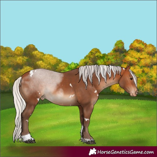 Horse Color:White Spotted Silver Bay Tobiano Skewed Appaloosa Rabicano
