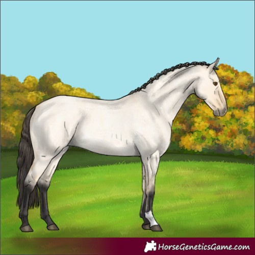 Horse Color:Buckskin Roan Dun 