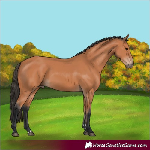 Horse Color:Bay 