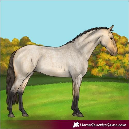 Horse Color:Buckskin Roan Dun 