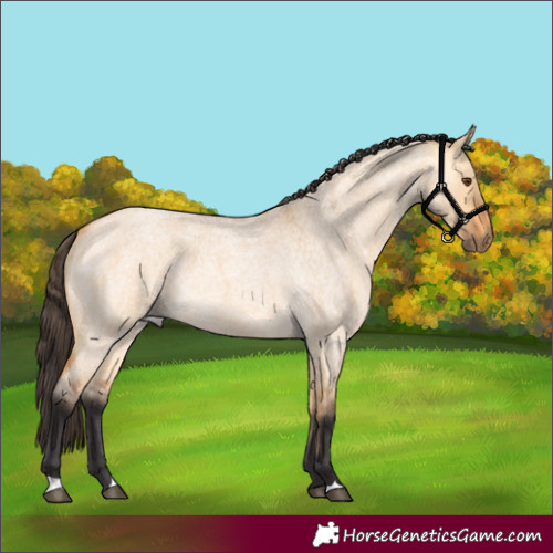 Horse Color:Buckskin Roan Dun 
