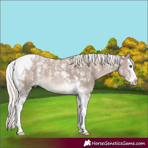 Horse Color:Powder White Chocolate Palomino Dun Splash Tobiano
