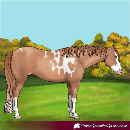 Horse Color:Gold Champagne Splash Skewed LP Spotted 