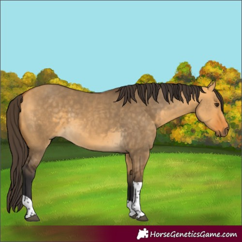 Horse Color:Buckskin Dun Tobiano 