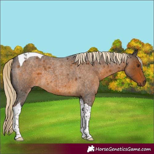 Horse Color:Chocolate Palomino Roan Tobiano 