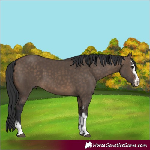 Horse Color:Brown Dun