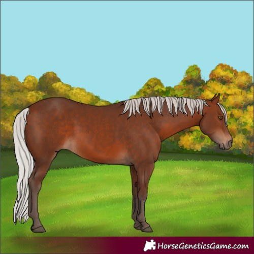 Horse Color:White Spotted Silver Brown 