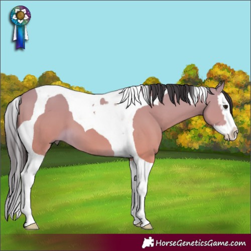 Horse Color:Buckskin Splash Tobiano
