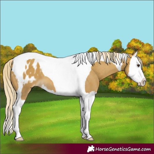 Horse Color:Palomino Splash Tobiano Blanket