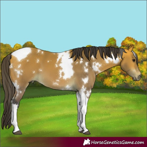 Horse Color:White Spotted Buckskin Tobiano