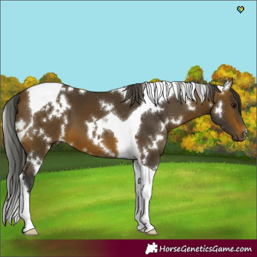 Horse Color:White Spotted Brown Tobiano