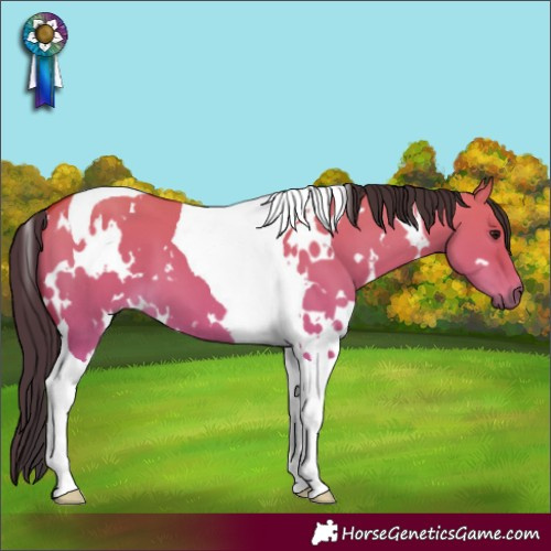 Horse Color:White Spotted Bay Dun Tobiano