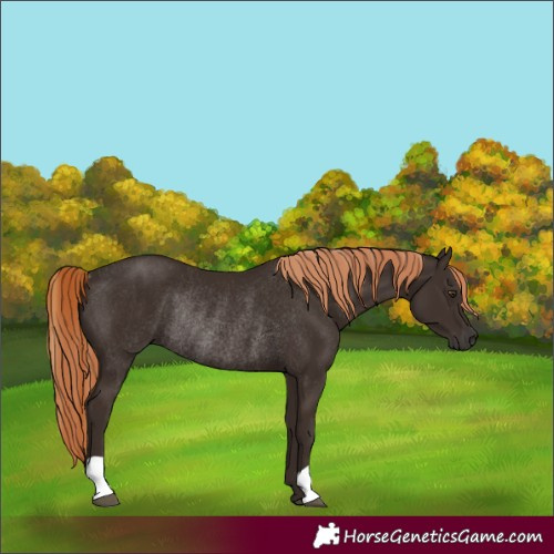 Horse Color:Liver Chestnut Rabicano 
