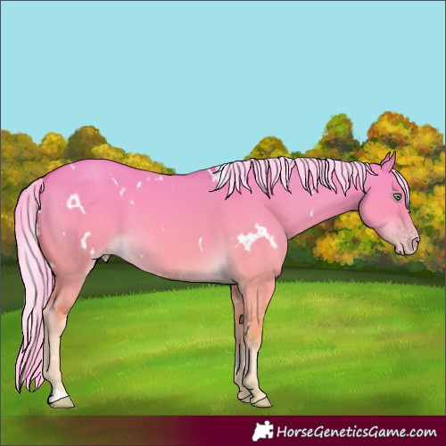 Horse Color:White Spotted Gold Cream Champagne Dun