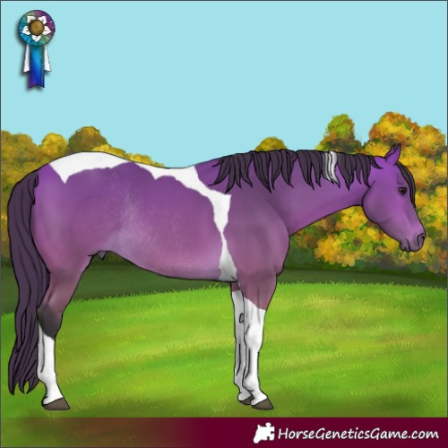 Horse Color:Buckskin Tobiano Rabicano 