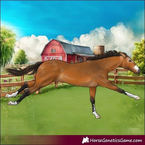 Horse Color:Gray Buckskin