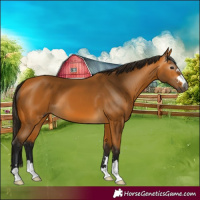 Horse Color:Gray Buckskin 