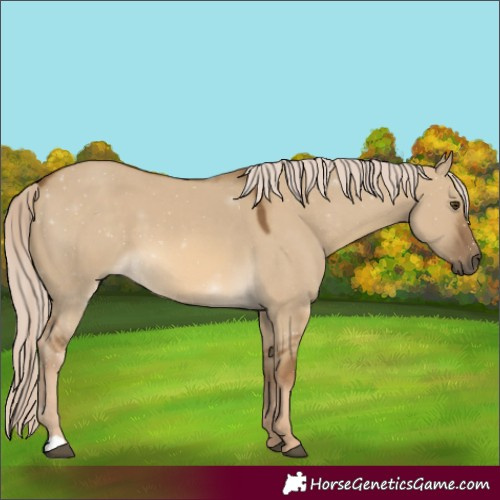 Horse Color:Chocolate Palomino Dun 