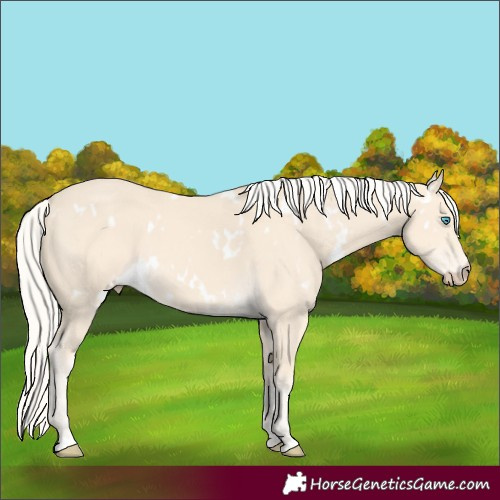 Horse Color:White Spotted Cremello 