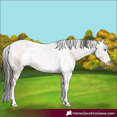 Horse Color:White Spotted Sable Champagne Dun Sabino Brindle 