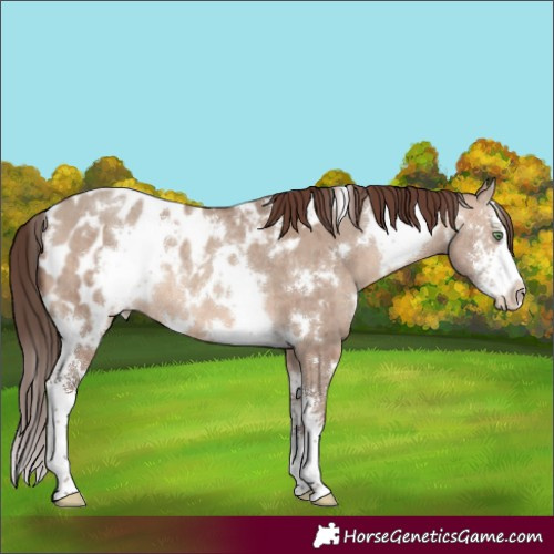 Horse Color:White Spotted Sable Champagne Dun Sabino Appaloosa Rabicano Brindle 