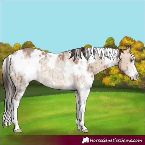 Horse Color:White Spotted Amber Champagne Dun Sabino Rabicano Brindle 