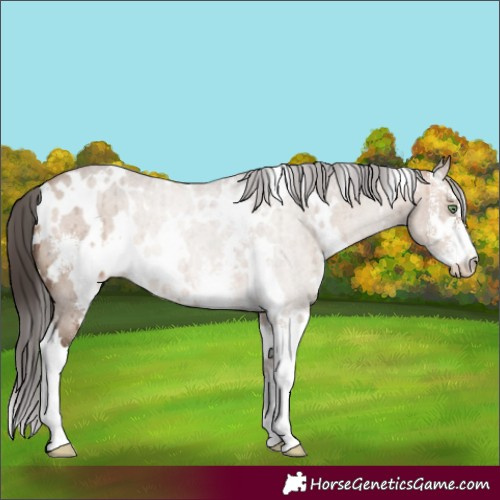 Horse Color:White Spotted Sable Champagne Dun Sabino Brindle 