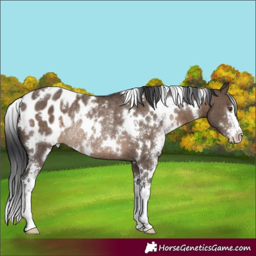 Horse Color:White Spotted Brown Dun Sabino Appaloosa Rabicano