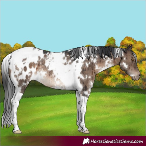 Horse Color:White Spotted Brown Dun Tobiano Appaloosa Rabicano Brindle 