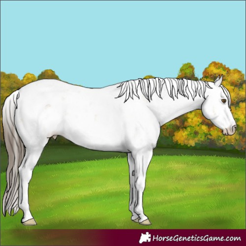 Horse Color:Classic Cream Champagne Dun Sabino Brindle