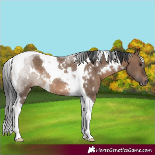 Horse Color:White Spotted Brown Dun Tobiano Rabicano