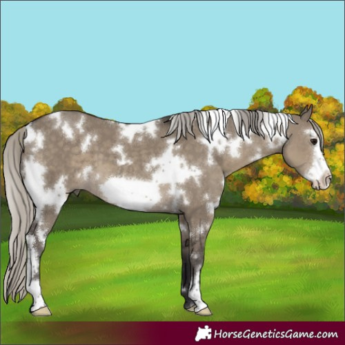 Horse Color:White Spotted Silver Smoky Grullo Frame