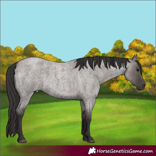 Horse Color:Smoky Grullo Roan 