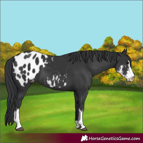Horse Color:Black Sabino Appaloosa