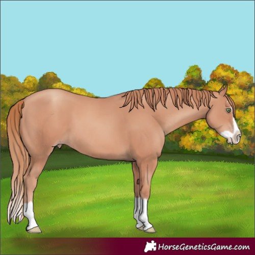 Horse Color:Gold Champagne Splash 