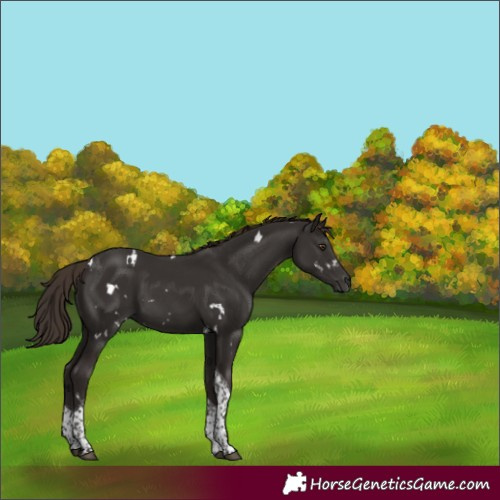 Horse Color:White Spotted Liver Chestnut Tobiano 