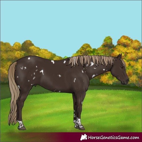 Horse Color:White Spotted Liver Chestnut Tobiano 