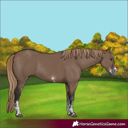 Horse Color:White Spotted Liver Red Dun 